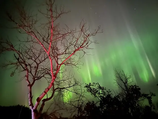 Northern lights behind a campfire-lit aspen tree