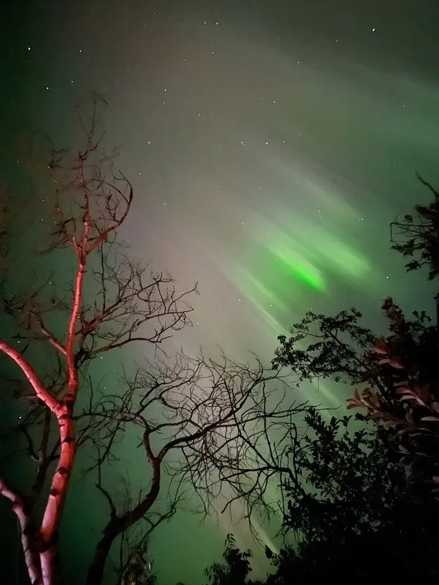 Northern lights over the campsite trees