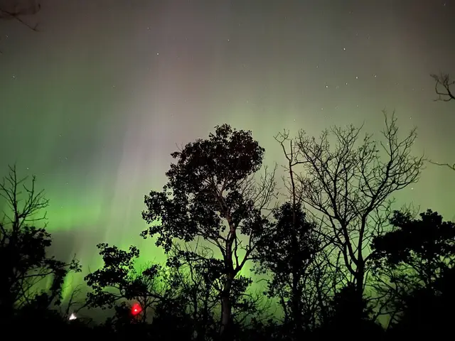 Northern lights over the trees